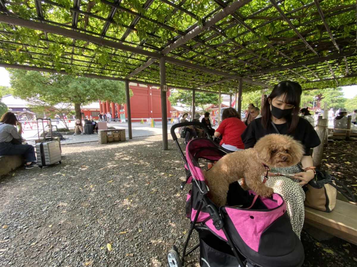 浅草寺に愛犬と