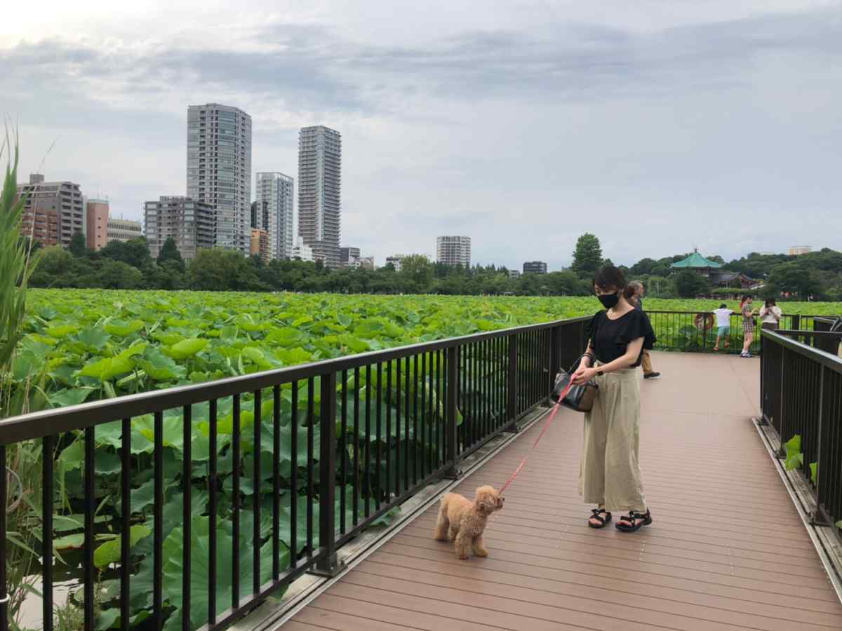 上野公園の不忍池