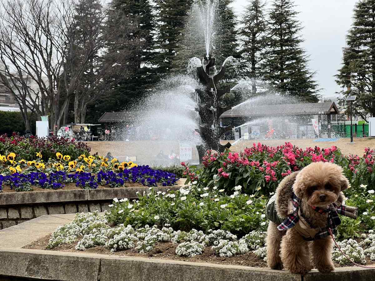 世田谷公園の噴水