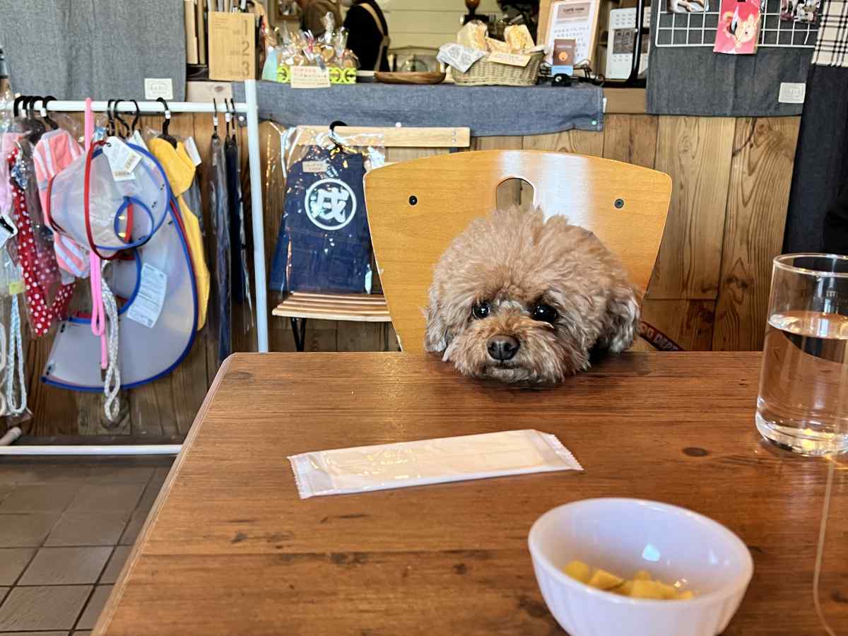 篠崎公園B地区すぐの「カフェHAN」に愛犬と